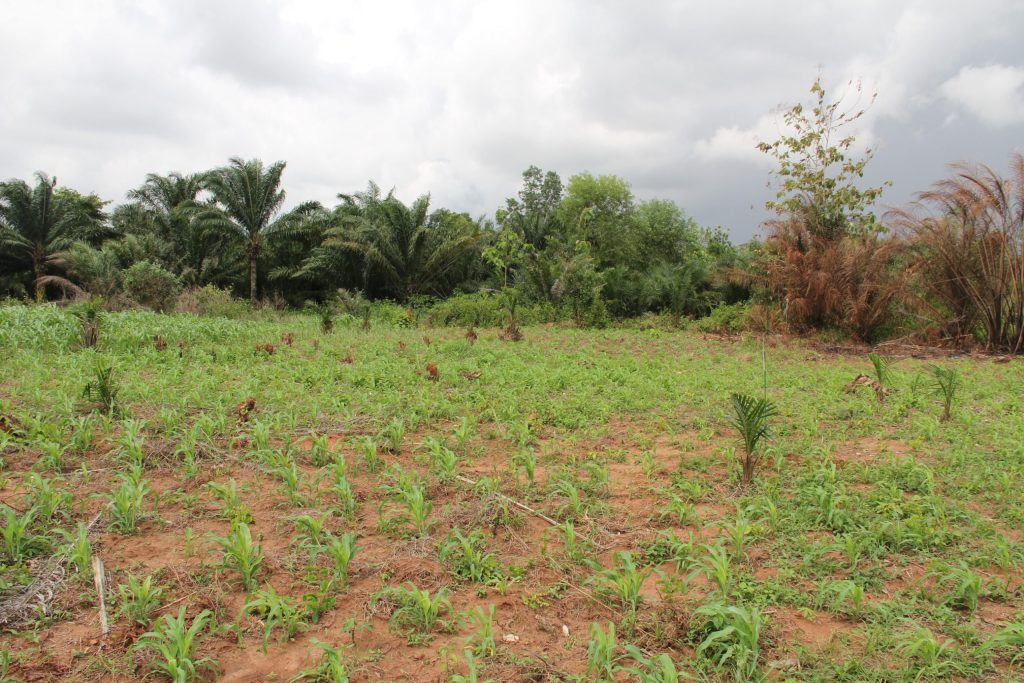 2 Hectares de Terrain à vendre à Tori Azohouè Aliho